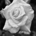 Drooling white rose by monikozi