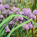 Chives by seattlite