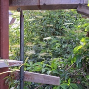 14th Jun 2023 - Elder (Sambucus nigra)