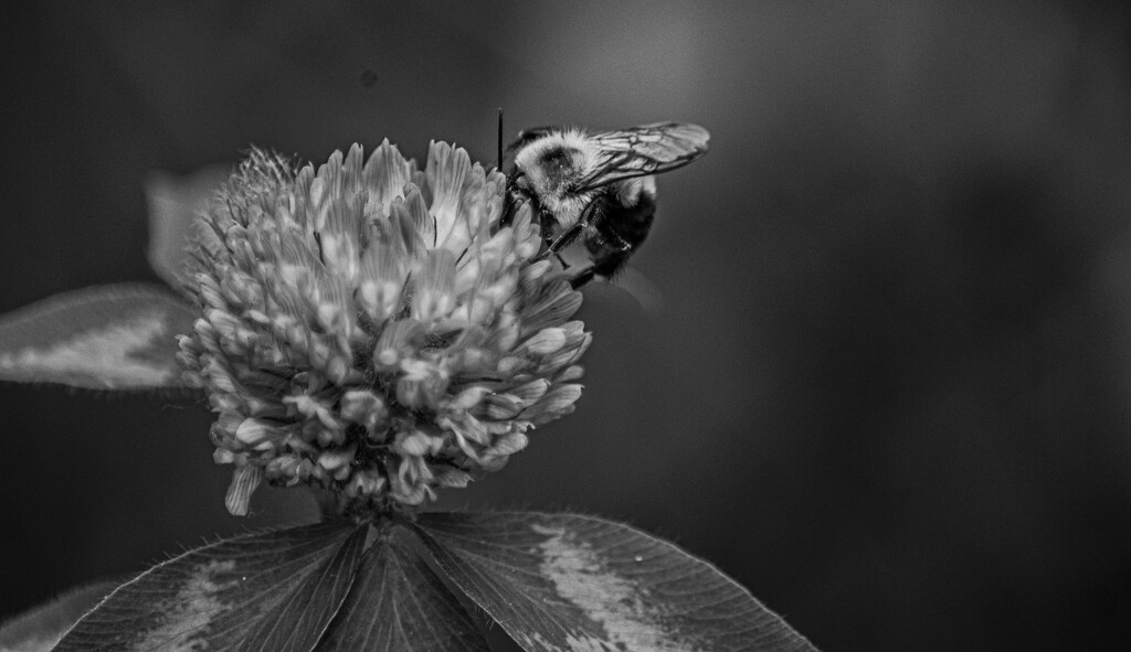 bumble by darchibald