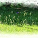Grass seeds . by beryl