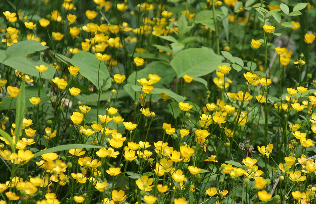 Small yellow wildflowers by mittens