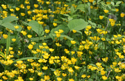 14th Jun 2023 - Small yellow wildflowers