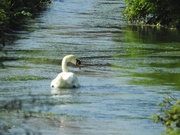 13th May 2023 - Swan on the River Leen
