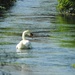 Swan on the River Leen by oldjosh
