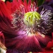 Poppy Central by carole_sandford