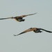 Beware! low Flying Geese by oldjosh