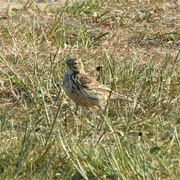 14th May 2023 - Meadow Pipit