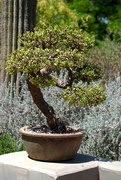 14th Jun 2023 - bonsai