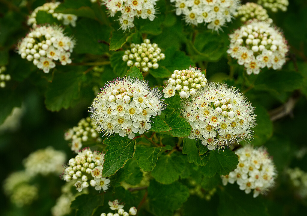 Wild Viburnum? by gardencat