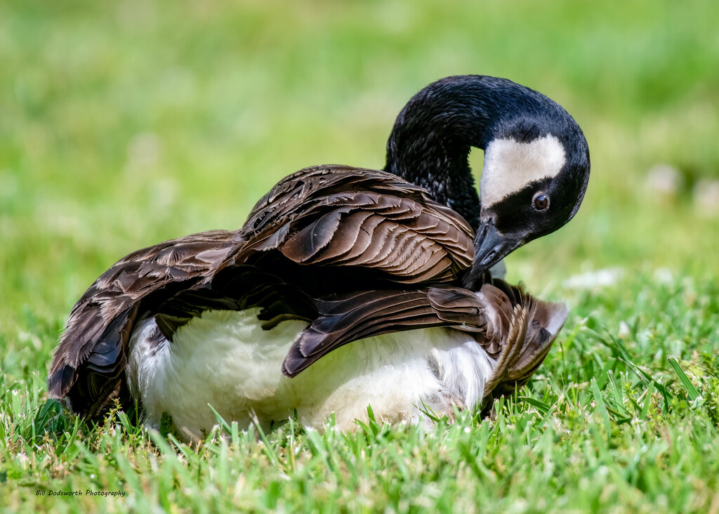 Canada Goose by photographycrazy