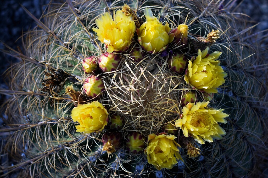 Jun 13 Ring around the Barrel Cactus by sandlily