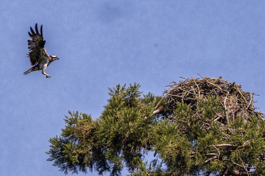 Osprey returning to her nest. by billdavidson