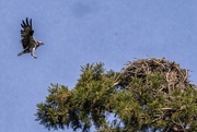 14th Jun 2023 - Osprey returning to her nest.