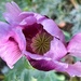 Poppy Purple by phil_sandford