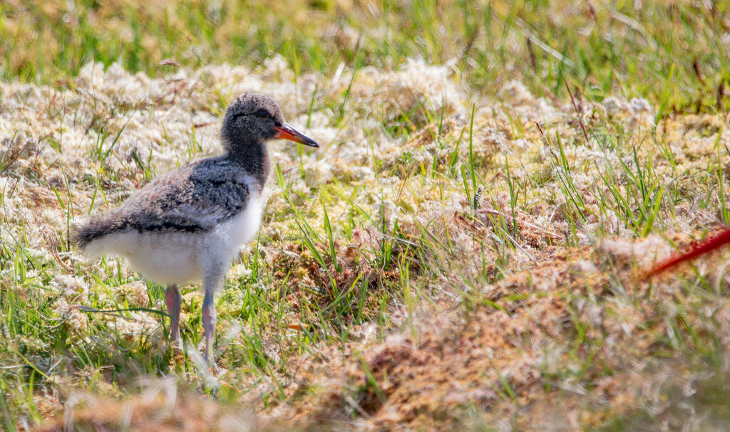 Oystercatcher Chick by lifeat60degrees