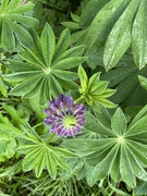 14th Jun 2023 - Lupines are open