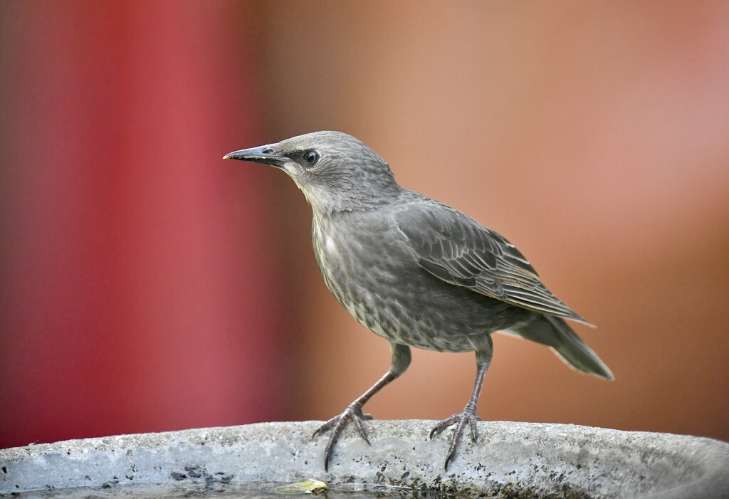 One of the young starlings  by rosiekind