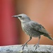 One of the young starlings  by rosiekind