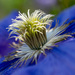 Clematis by yorkshirekiwi