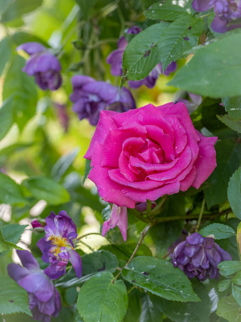 In the rose garden by haskar
