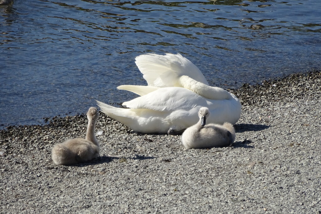 swan and cygnets by anniesue