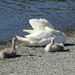 swan and cygnets by anniesue