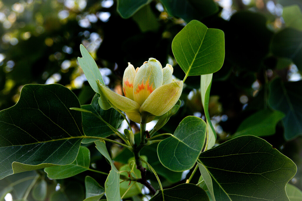 Tulip 🌷 tree 🌳  by catangus