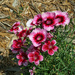 Sweet William Dianthus by larrysphotos