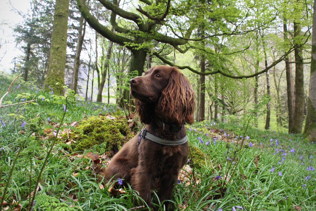 my baby in bluebells. by callymazoo