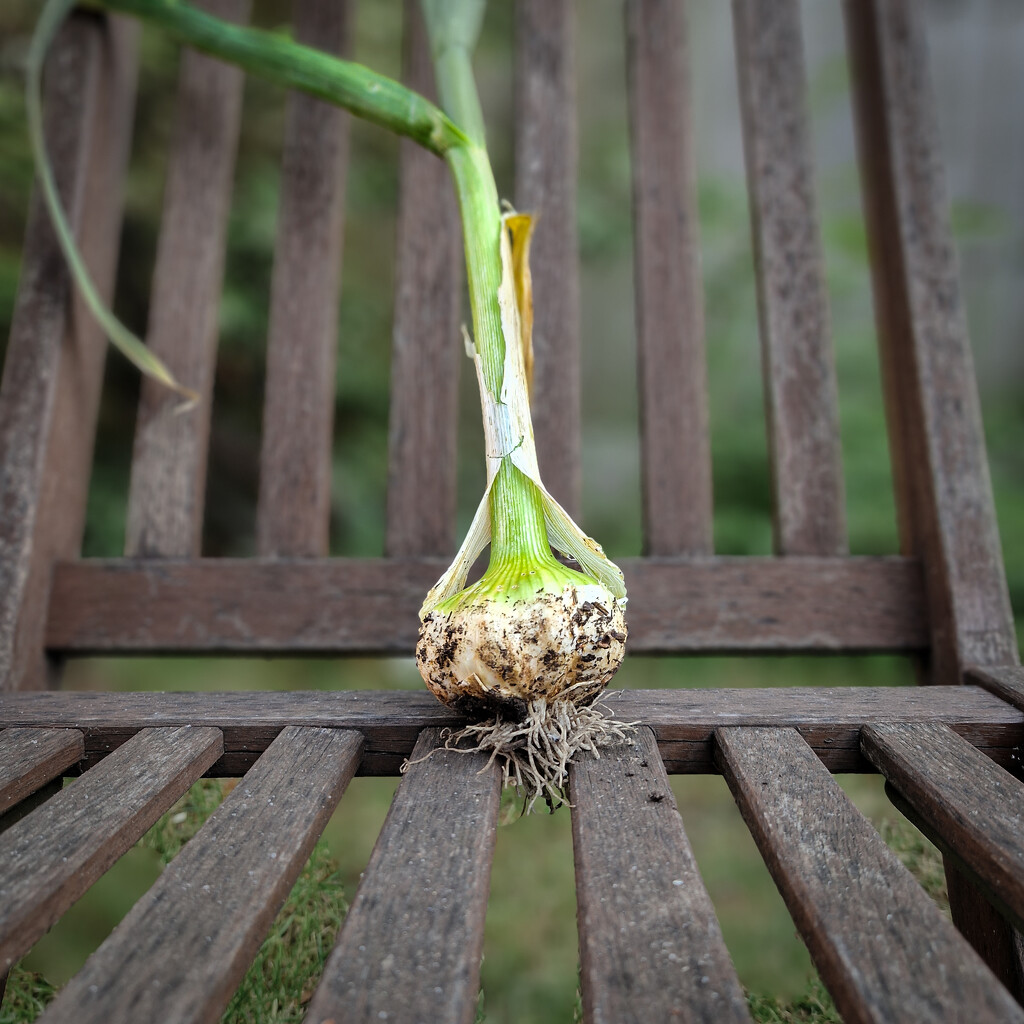 The first garlic harvested; grown from a single clove by andyharrisonphotos