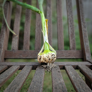 14th Jun 2023 - The first garlic harvested; grown from a single clove