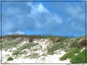 14th Jun 2023 - Grass on the Dunes