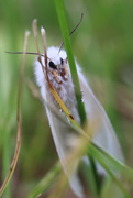 14th Jun 2023 - Tiger Moth
