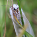 Tiger Moth by princessicajessica