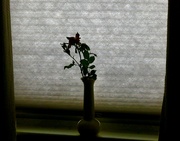 14th Jun 2023 - window silhouette