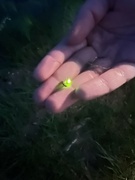 14th Jun 2023 - Glow worm