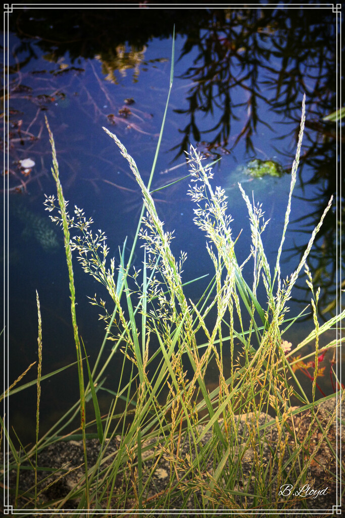 Grasses and reflections. by beryl
