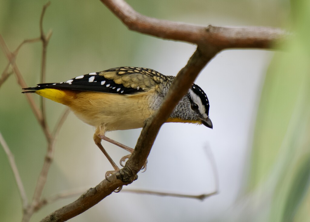 My First Pardalote P6156833 by merrelyn