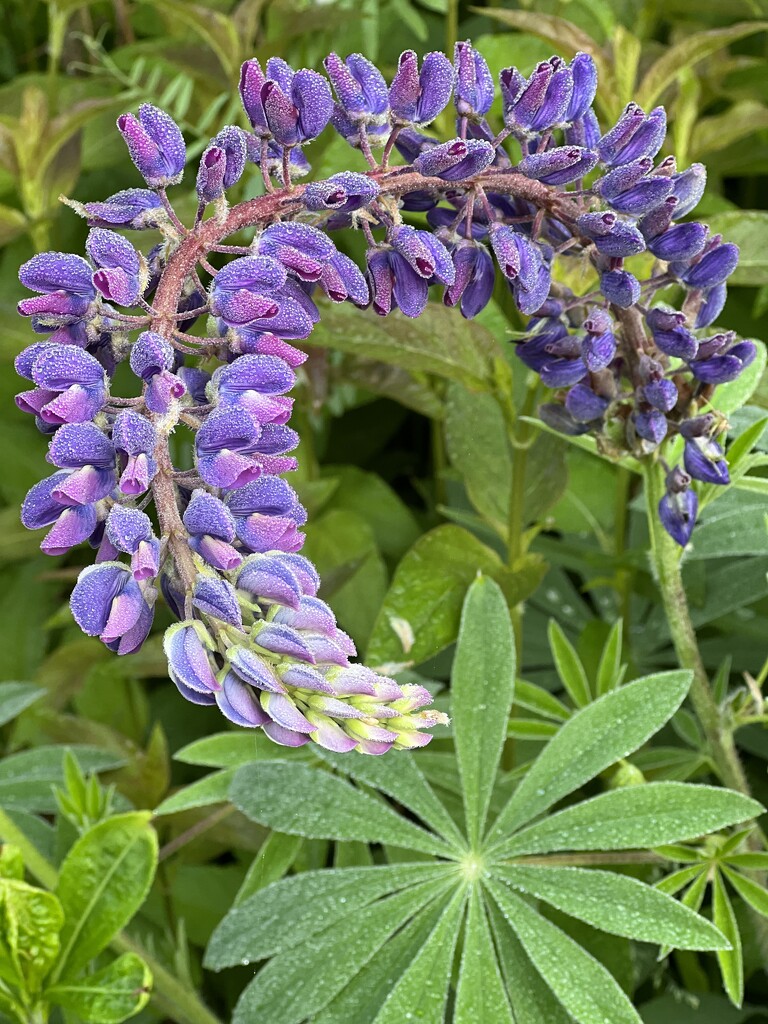 Twisted Lupine by radiogirl