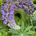 Twisted Lupine by radiogirl