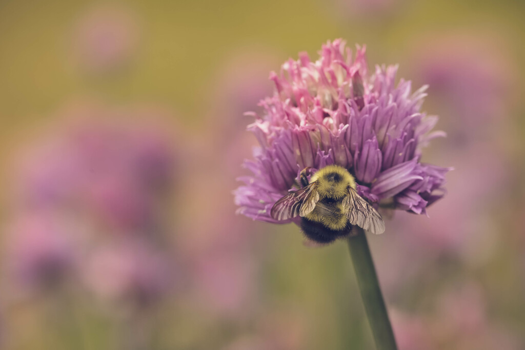Little Bumble Bee by pamalama