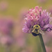 Little Bumble Bee by pamalama