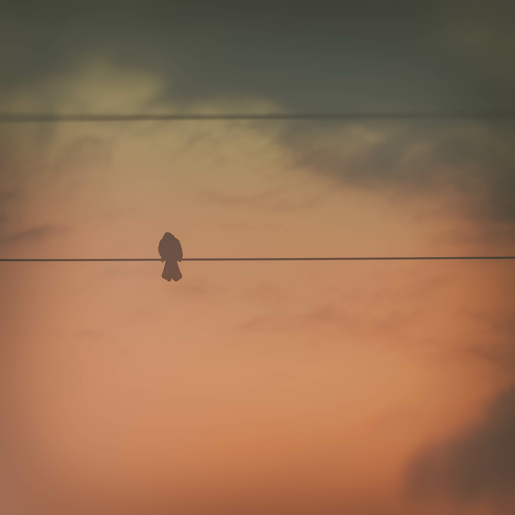 Bird on a wire by pamalama