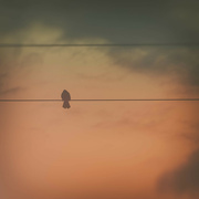 3rd Jun 2023 - Bird on a wire