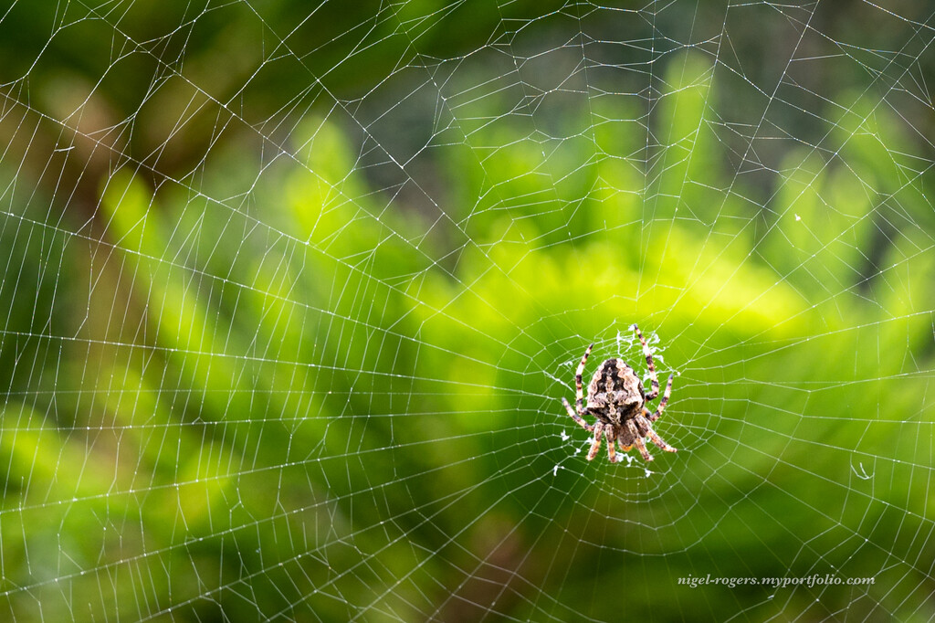 Life on the web by nigelrogers