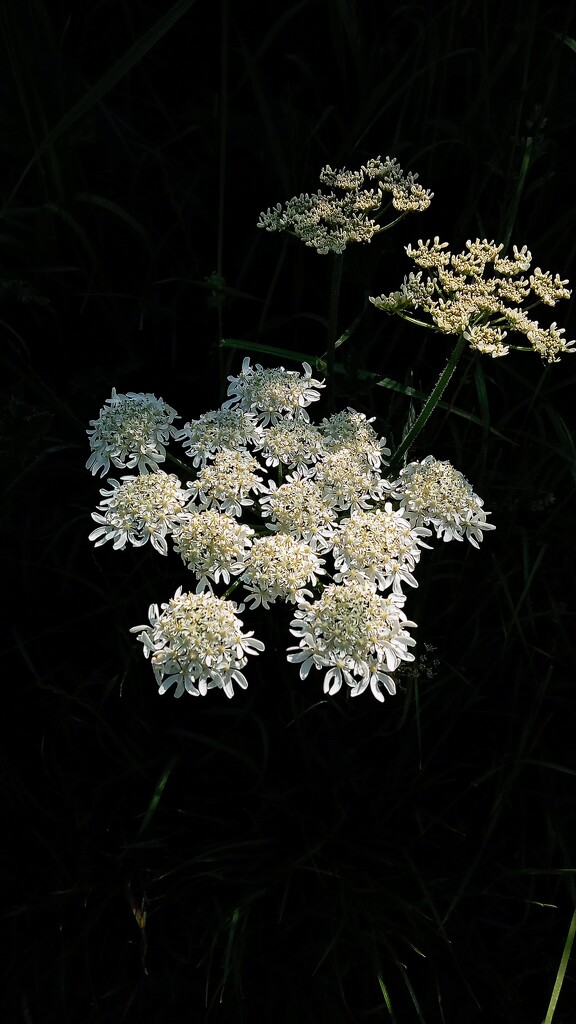 Giant hogweed by 365projectorgjoworboys