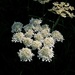 Giant hogweed by 365projectorgjoworboys