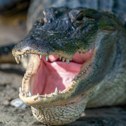 15th Jun 2023 - My what big teeth you have! Gator!