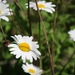 A few daisies by mittens